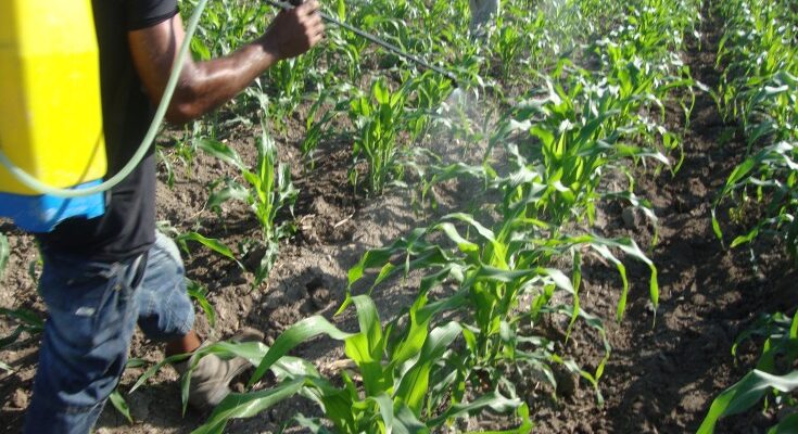 Soberanía alimentaria en Contramaestre