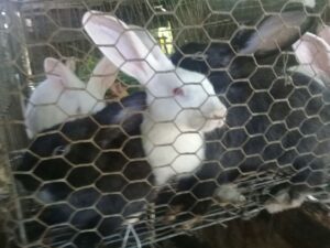 Mujeres símbolo de pluralidad 2 Mujeres emprendedoras en Contramaestre