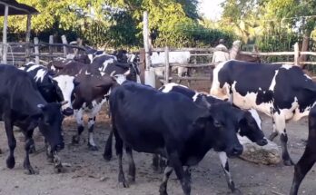 Productores ante el reto de la recuperación del ganado