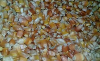 Cosecha de maíz en curso en Contramaestre