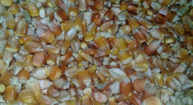 A buen ritmo cosecha de maíz en Contramaestre 1 Cosecha de maíz en curso en Contramaestre