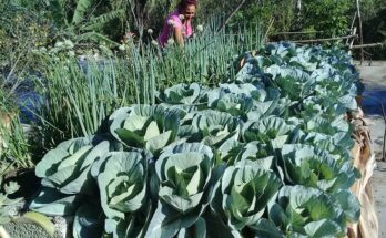 Día Mundial de la Agricultura
