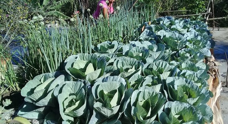 Día Mundial de la Agricultura