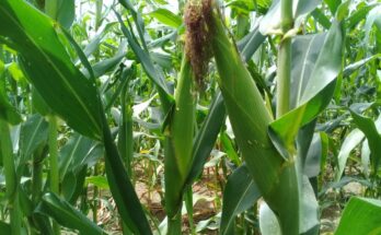 Productores de Contramaestre en campaña de frío