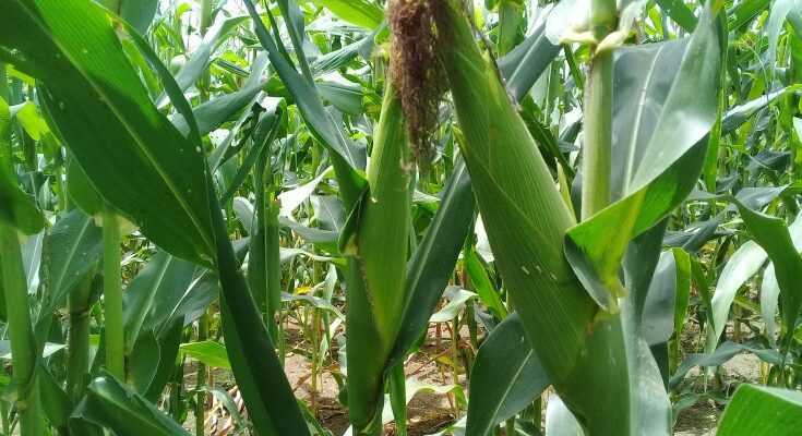 Productores de Contramaestre en campaña de frío