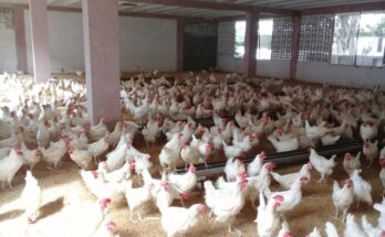 Polos productivos de Contramaestre no cumplen con el autoabastecimiento local