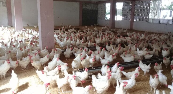 Polos Productivos de Contramaestre en deuda con el autoabastecimiento municipal 1 Polos productivos de Contramaestre no cumplen con el autoabastecimiento local