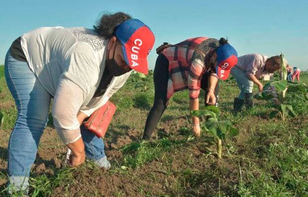 A trabajadores que salvan la Patria en su integridad 1 Reconocimiento a trabajadores civiles de la defensa