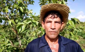 Productor líder de guayaba en Contramaestre