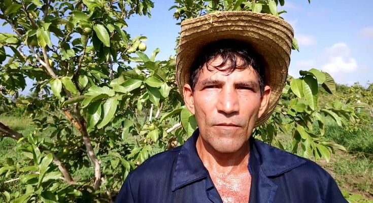 Productor líder de guayaba en Contramaestre