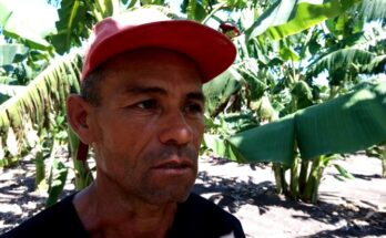 Destacado productor de plátano en Contramaestre