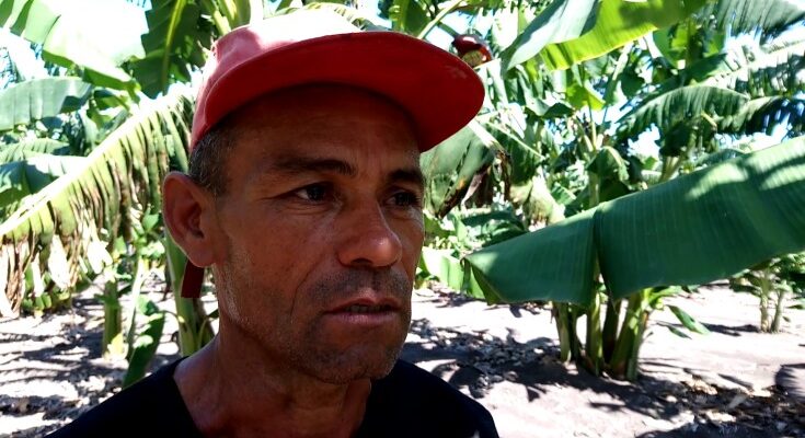 Destacado productor de plátano en Contramaestre