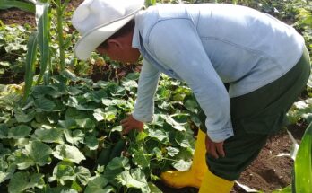 Producir alimentos en Contramaestre, reto del sector 1 Producir alimentos es el desafío del sector agrícola de Contramaestre