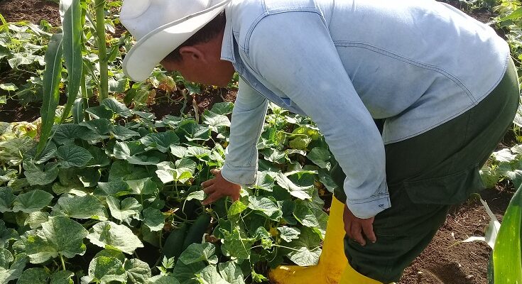 Producir alimentos en Contramaestre, reto del sector 1 Producir alimentos es el desafío del sector agrícola de Contramaestre