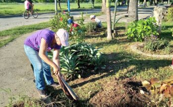Trabajo voluntario en Contramaestre en homenaje el Che