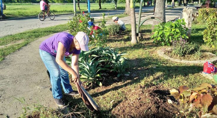 Trabajo voluntario en Contramaestre en homenaje el Che