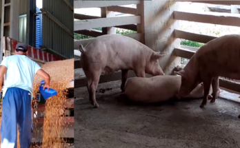 Colectivos laborales en Contramaestre contribuyen a recuperación porcina de Santiago de Cuba