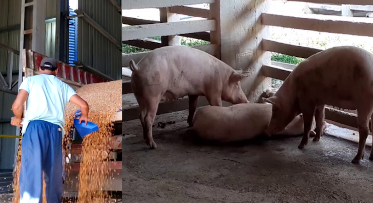 Colectivos laborales en Contramaestre contribuyen a recuperación porcina de Santiago de Cuba