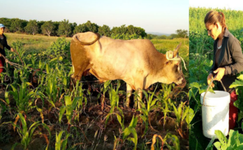 Alma de flor desde la ruralidad de Yusimí Sánchez Fernández