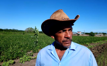 Producciones diversas en finca ganadera de Contramaestre