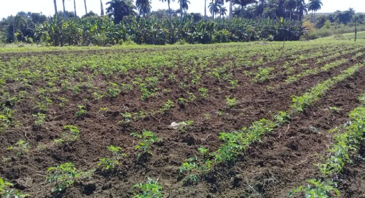 Contramaestre enfrascada en lograr una buena cosecha de fríó