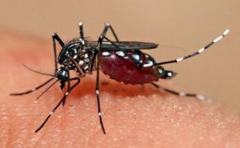 Desarrollan acciones multifactoriales en Baire para disminuir transmisión de dengue 1 Dengue en alza en poblado de Baire