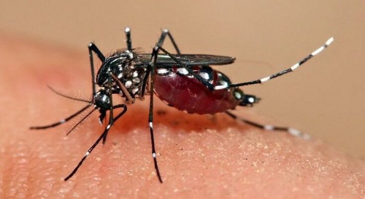 Desarrollan acciones multifactoriales en Baire para disminuir transmisión de dengue 1 Dengue en alza en poblado de Baire