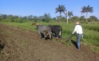 Mecanización y tracción animal, factores que inciden en la campaña de frío en Contramaestre