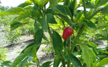 Vitalidad de las plantaciones premisa en la campaña de frío en Contramaestre