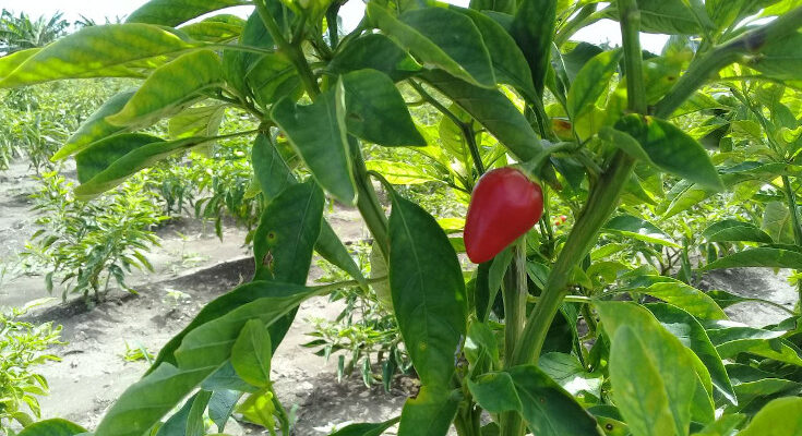 Vitalidad de las plantaciones premisa en la campaña de frío en Contramaestre