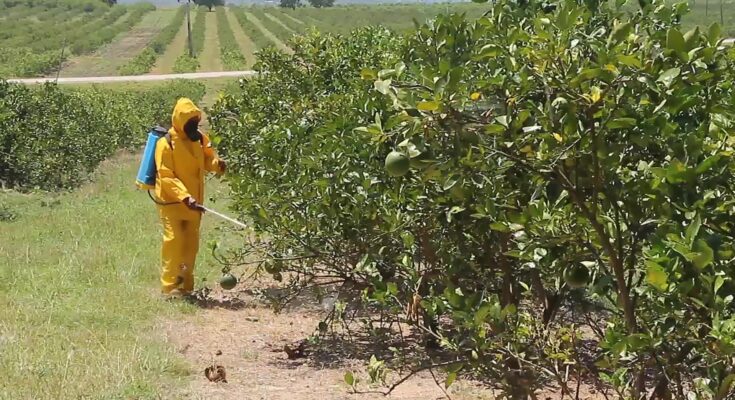 Fructífero año 2023 para Empresa Agro-industrial América Libre de Contramaestre 1 Empresa América Libre de Contramaestre