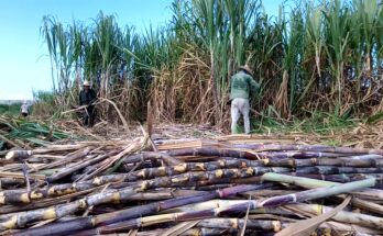 Corte de caña de azúcar en Contramaestre