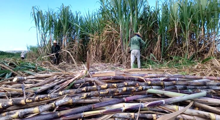 Autoridades de Contramaestre chequean cumplimiento de tarea del corte de caña 1 Corte de caña de azúcar en Contramaestre