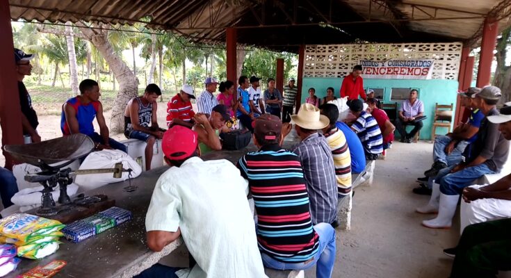 Campesinos de UBPC Laureano Sánchez en Contramaestre se proponen incrementar sus producciones en 2024 1 Campesinos abogan por incrementar producciones en el 2024
