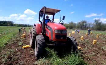 Cultivo de papa en Contramaestre
