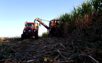 Cosechadora de caña en Contramaestre