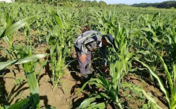 Proyecciones del sector agrícola responderán a la demanda de Contramaestre en el 2024 1 Sector agrícola de Contramaestre