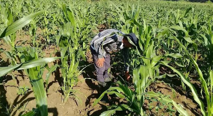 Sector agrícola de Contramaestre