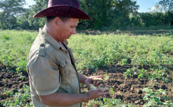 Yutsel cultiva papa agroecológica en Contramaestre