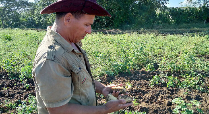 Yutsel cultiva papa agroecológica en Contramaestre