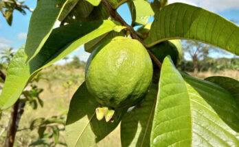 Sanidad vegetal de plantaciones en Contramaestre