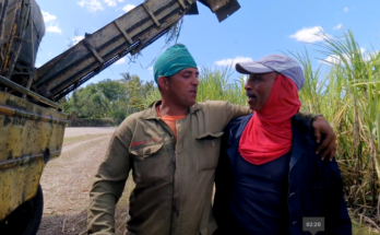 Fuerza de trabajo garantizada en el corte de caña mecanizado en Contramaestre