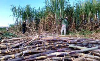 A: hombres del Movimiento Millonario 5 Macheteros del Movimiento Millonario en Contramaestre