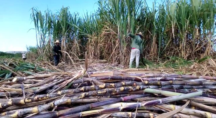 A: hombres del Movimiento Millonario 1 Macheteros del Movimiento Millonario en Contramaestre