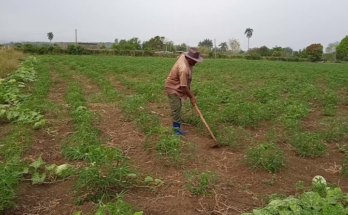 Apegado al surco para hacer producir la tierra 8 Destaca productor de Contramaestre por la diversificación y la agroecología amante de la tierra