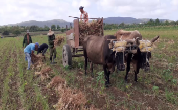 Pone en práctica venta directa de sus producciones campesino de Contramaestre