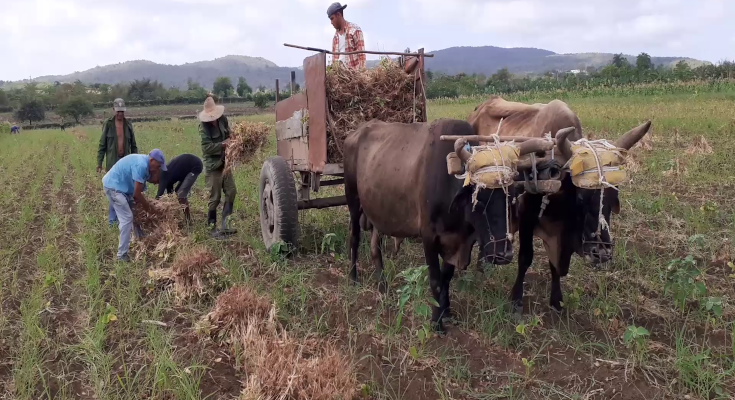 Pone en práctica venta directa de sus producciones campesino de Contramaestre