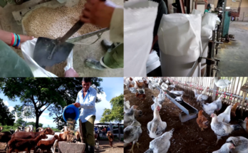 En periodo de consolidación de producciones en fábrica de piensos Baire