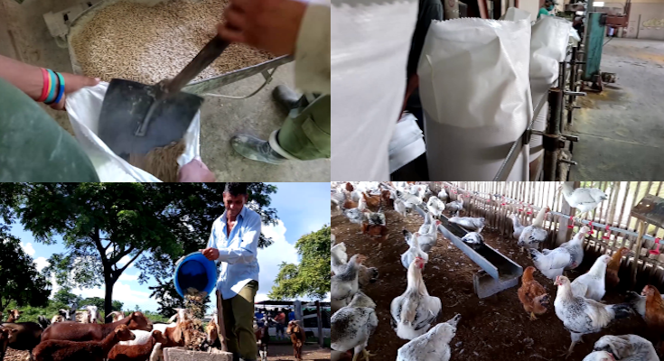 En período de consolidación producciones en fábrica de piensos Baire 1 En periodo de consolidación de producciones en fábrica de piensos Baire