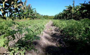 Producción escalonada en La Mantonia de Contramaestre